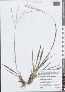 Axonopus fissifolius (Raddi) Kuhlm., South Asia, South Asia (Asia outside ex-Soviet states and Mongolia) (ASIA) (Vietnam)