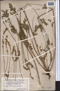 Onobrychis arenaria subsp. sibirica (Širj.) P.W.Ball, Middle Asia, Dzungarian Alatau & Tarbagatai (M5) (Kazakhstan)