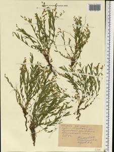 Polygala sibirica L., Eastern Europe, North Ukrainian region (E11) (Ukraine)