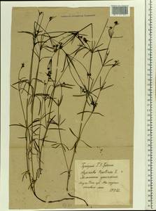 Cynanchica tinctoria (L.) Fourr., Eastern Europe, Middle Volga region (E8) (Russia)