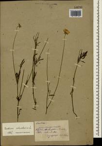 Scabiosa columbaria L., Crimea (KRYM) (Russia)
