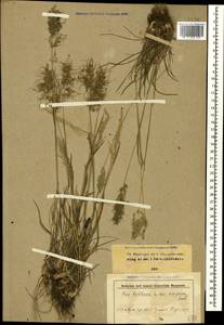 Poa bulbosa L., Caucasus, Stavropol Krai, Karachay-Cherkessia & Kabardino-Balkaria (K1b) (Russia)