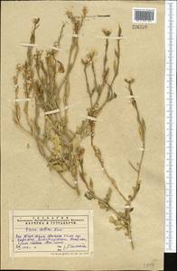 Eruca vesicaria subsp. sativa (Mill.) Thell., Middle Asia, Western Tian Shan & Karatau (M3) (Kazakhstan)