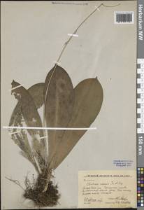 Clintonia udensis Trautv. & C.A.Mey., Siberia, Russian Far East (S6) (Russia)