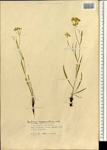 Bupleurum scorzonerifolium Willd., Mongolia (MONG) (Mongolia)