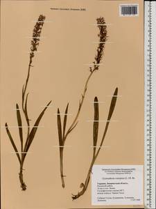 Gymnadenia conopsea (L.) R.Br., Eastern Europe, West Ukrainian region (E13) (Ukraine)