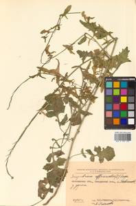 Sisymbrium officinale (L.) Scop., Siberia, Russian Far East (S6) (Russia)