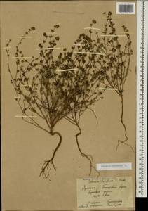 Satureja hortensis L., Caucasus, Armenia (K5) (Armenia)