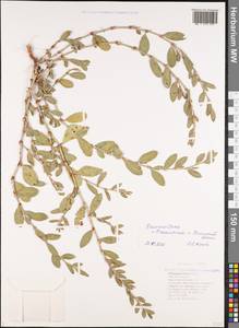 Polygonum mesembricum Chrtek, Caucasus, Black Sea Shore (from Novorossiysk to Adler) (K3) (Russia)
