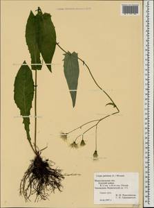 Crepis paludosa (L.) Moench, Eastern Europe, Volga-Kama region (E7) (Russia)