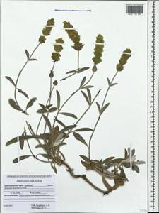 Sideritis taurica Steph. ex Willd., Caucasus, Krasnodar Krai & Adygea (K1a) (Russia)