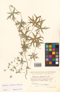 Geranium dahuricum DC., Siberia, Russian Far East (S6) (Russia)