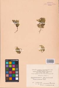 Herniaria glabra L., Eastern Europe, Eastern region (E10) (Russia)