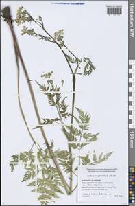 Anthriscus sylvestris (L.) Hoffm., Eastern Europe, Central region (E4) (Russia)