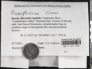 Oncophorus virens (Hedw.) Brid., Bryophytes, Bryophytes - Baikal & Transbaikal regions (B18) (Russia)