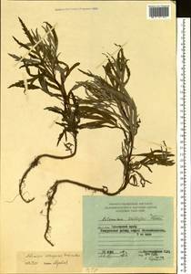 Artemisia selengensis Turcz. ex Besser, Siberia, Russian Far East (S6) (Russia)