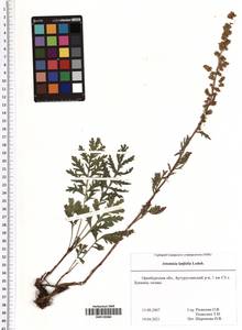 Artemisia latifolia Ledeb., Eastern Europe, Eastern region (E10) (Russia)