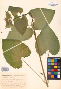 Lunaria rediviva L., Eastern Europe, Moscow region (E4a) (Russia)