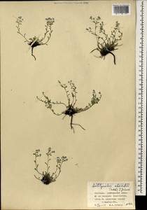 Eritrichium rupestre (Pall. ex Georgi) Bunge, Mongolia (MONG) (Mongolia)