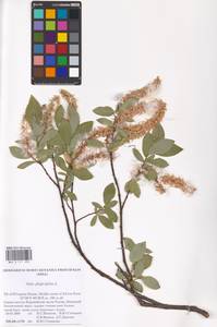 Salix phylicifolia L., Eastern Europe, Northern region (E1) (Russia)