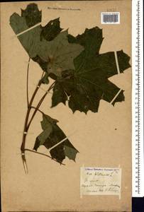 Acer platanoides L., Caucasus, Stavropol Krai, Karachay-Cherkessia & Kabardino-Balkaria (K1b) (Russia)