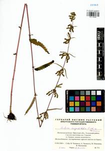 Urtica dioica var. holosericea Fr., Siberia, Baikal & Transbaikal region (S4) (Russia)