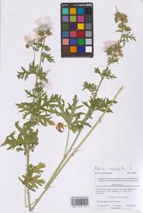 Malva moschata L., Eastern Europe, Moscow region (E4a) (Russia)