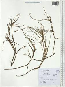 Carex chordorrhiza L.f., Western Europe (EUR) (Iceland)