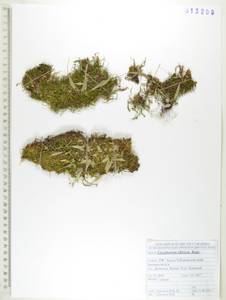 Asplenium ruprechtii Sa.Kurata, Siberia, Russian Far East (S6) (Russia)