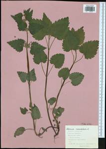 Lamium maculatum (L.) L., Eastern Europe, Central region (E4) (Russia)