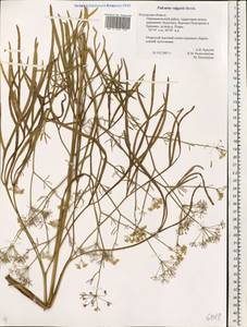 Falcaria vulgaris Bernh., Eastern Europe, Central region (E4) (Russia)