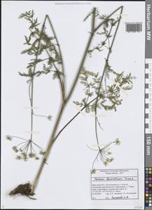 Carum buriaticum Turcz., Siberia, Baikal & Transbaikal region (S4) (Russia)
