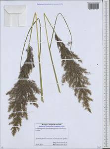 Calamagrostis pseudophragmites (Haller f.) Koeler, Caucasus, North Ossetia, Ingushetia & Chechnya (K1c) (Russia)