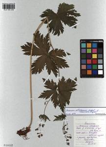KUZ 000 249, Geranium albiflorum Ledeb., Siberia, Altai & Sayany Mountains (S2) (Russia)