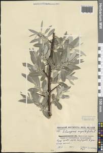 Elaeagnus angustifolia L., Eastern Europe, North Ukrainian region (E11) (Ukraine)