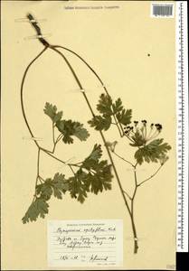 Physospermum cornubiense (L.) DC., Caucasus, Black Sea Shore (from Novorossiysk to Adler) (K3) (Russia)