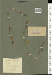 Alliaria petiolata (M. Bieb.) Cavara & Grande, Eastern Europe, Eastern region (E10) (Russia)