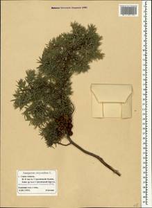 Juniperus oxycedrus L., Crimea (KRYM) (Russia)