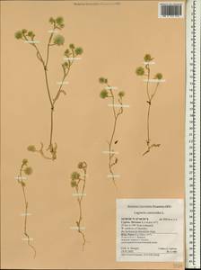 Lagoecia cuminoides L., South Asia, South Asia (Asia outside ex-Soviet states and Mongolia) (ASIA) (Cyprus)