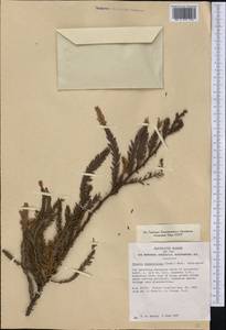 Sequoia sempervirens (D. Don) Endl., America (AMER) (United States)