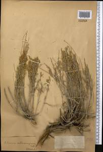 Artemisia sublessingiana (Keller) Krasch. ex Poljakov, Middle Asia, Muyunkumy, Balkhash & Betpak-Dala (M9) (Kazakhstan)