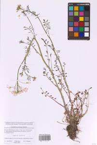 Cardamine pratensis subsp. dentata (Schult.) Čelak., Eastern Europe, Moscow region (E4a) (Russia)