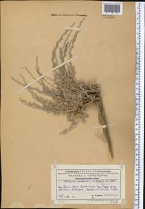 Seriphidium karatavicum (Krasch. & Abolin ex Poljakov) Ling & Y.R. Ling, Middle Asia, Western Tian Shan & Karatau (M3) (Kazakhstan)