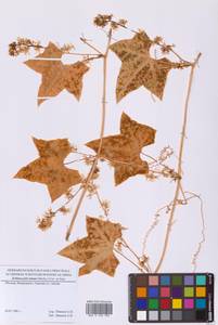 Echinocystis lobata (Michx.) Torr. & A.Gray, Eastern Europe, Moscow region (E4a) (Russia)