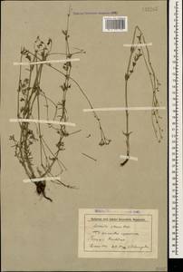 Galium xeroticum (Klokov) Pobed., Caucasus, Stavropol Krai, Karachay-Cherkessia & Kabardino-Balkaria (K1b) (Russia)