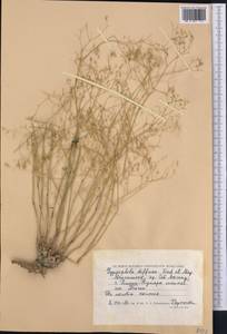 Gypsophila diffusa Fisch. & C. A. Mey. ex Rupr., Middle Asia, Caspian Ustyurt & Northern Aralia (M8) (Kazakhstan)