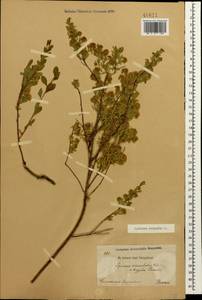 Spiraea crenata L., Caucasus, Dagestan (K2) (Russia)