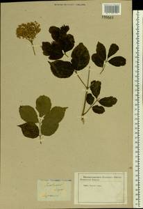 Sambucus nigra L., Eastern Europe, Central forest-and-steppe region (E6) (Russia)