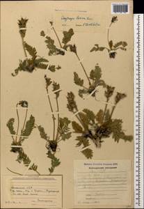 Oxytropis lazica Boiss., Caucasus, Armenia (K5) (Armenia)