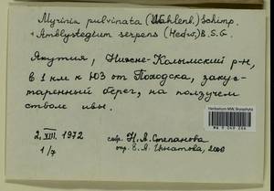 Myrinia pulvinata (Wahlenb.) Schimp., Bryophytes, Bryophytes - Yakutia (B19) (Russia)